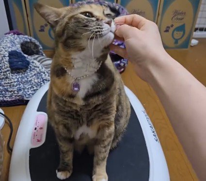 ブルブルマシンの上に乗っている猫