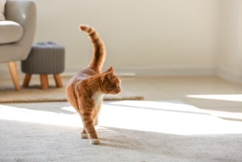 カーペットの上の猫