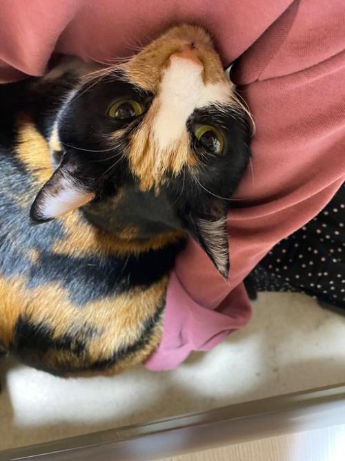 人間にしがみつく三毛猫