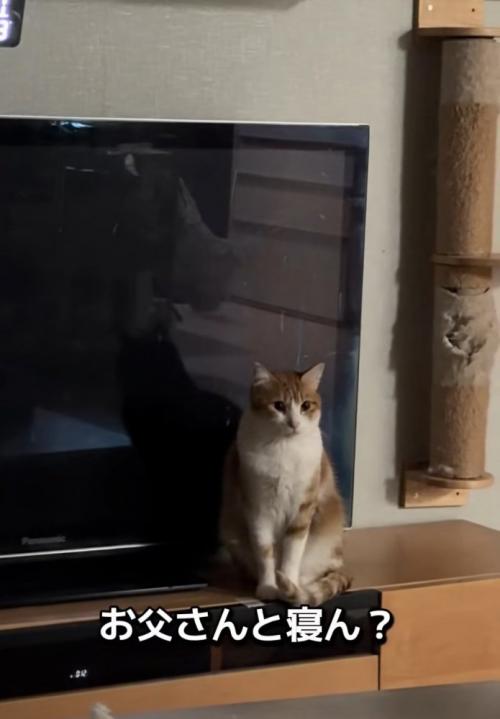 見つめる猫2