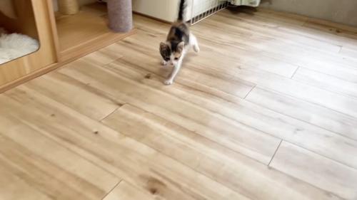 左前足が前