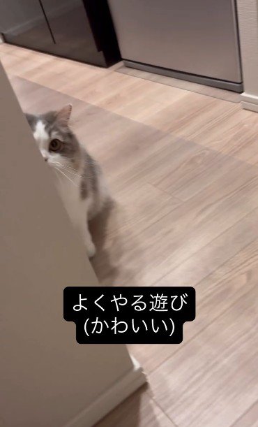 壁際から覗き込んでいる猫