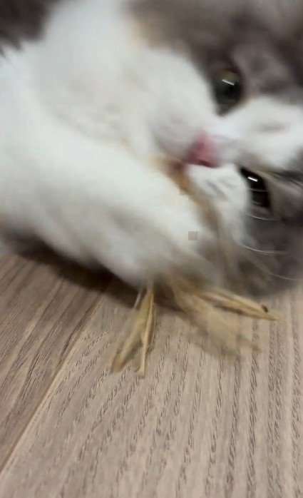 おもちゃにじゃれている猫