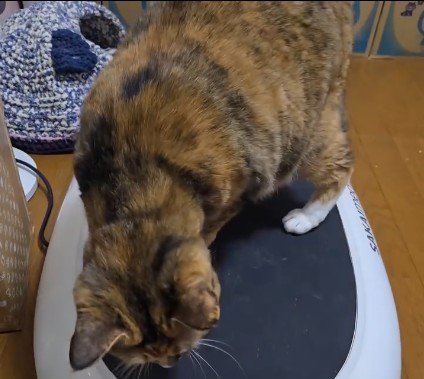 ブルブルマシンの上に乗っている猫