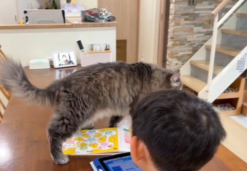 男の子とテーブルの上の猫