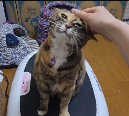ブルブルマシンの上に乗っている猫