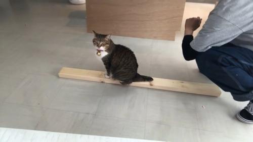 こちらを見つめる姿