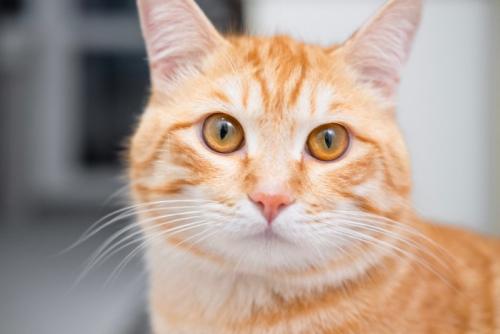 見つめる茶猫
