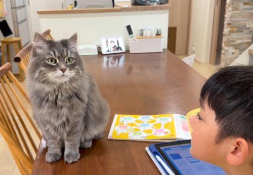 男の子とテーブルの上の猫
