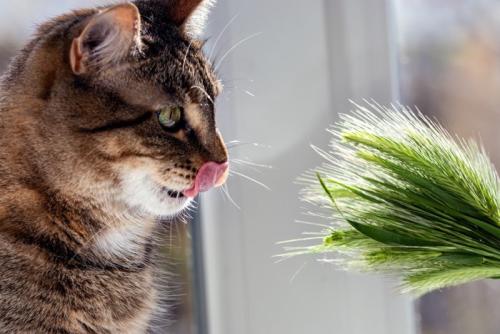 鼻をなめる猫