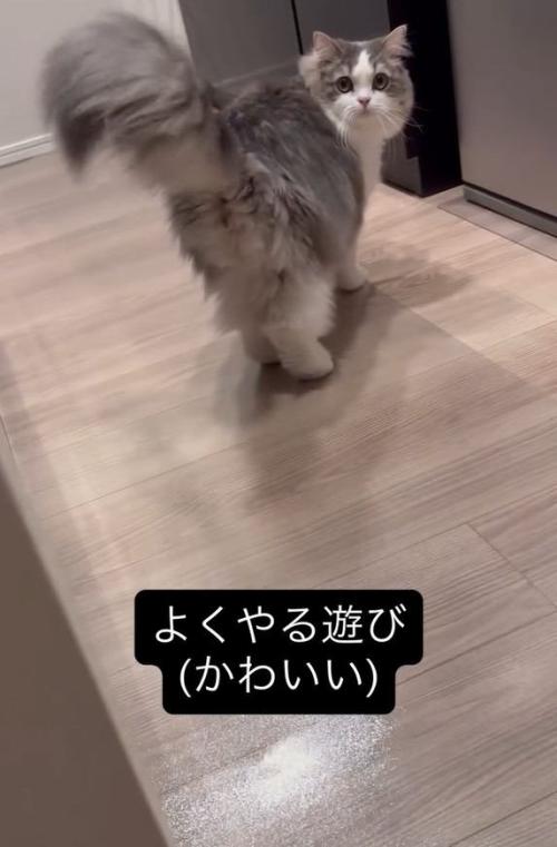 振り向いている猫