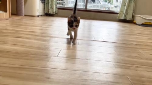 尻尾を立てて