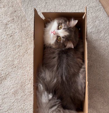 箱に入っている猫