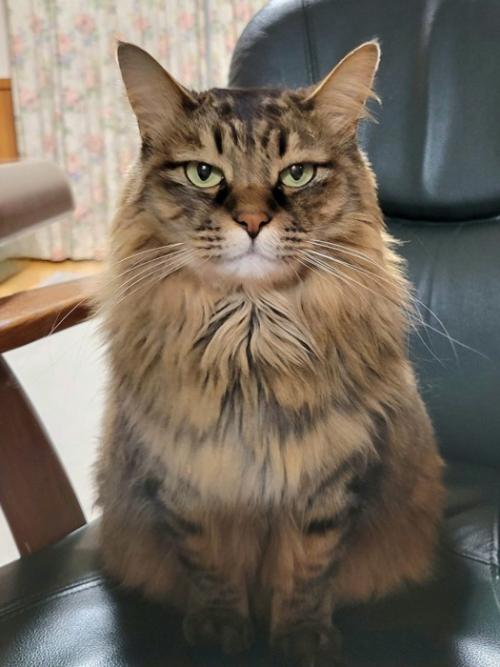 お座りする猫