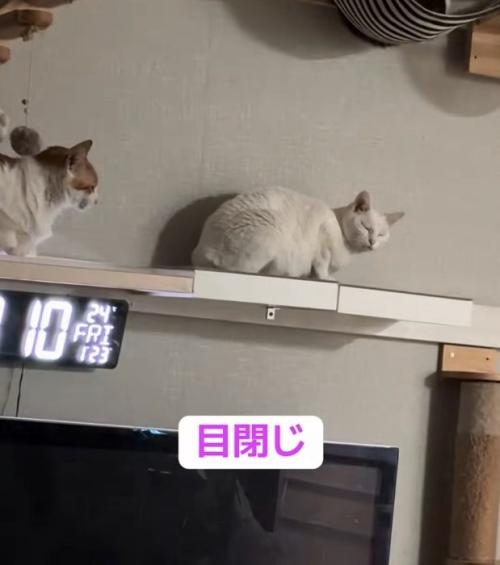 目を閉じる猫