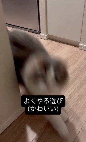 壁際から飛び出して来た猫