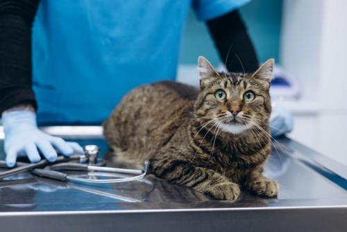 処置台の上で伏せる猫と後ろから見守る獣医師