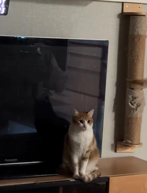 見つめる猫