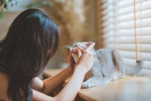 猫の口の中を見る女性