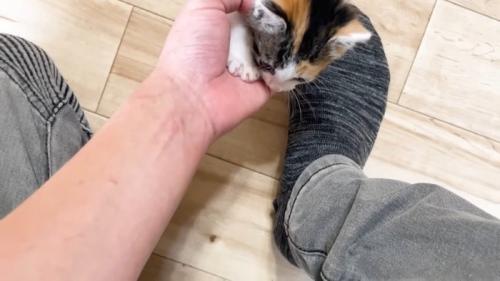 手の上