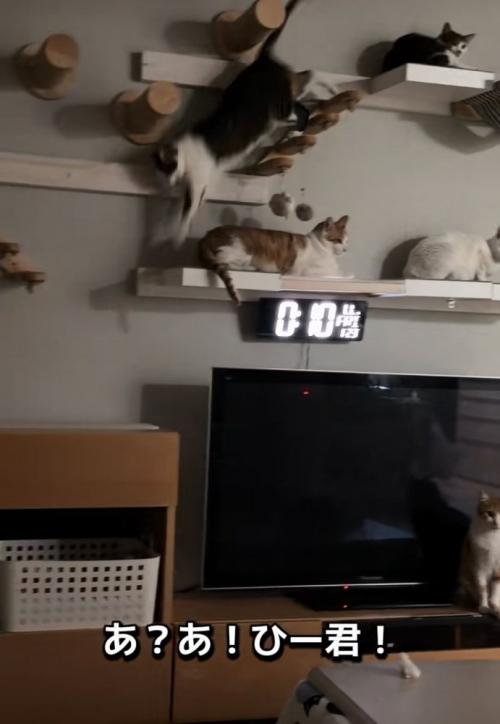 降りてくる猫