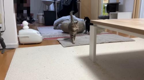 歩いてくる姿