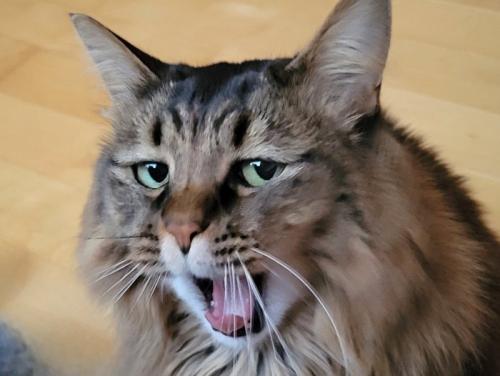あくびする猫
