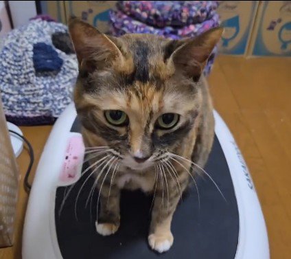 ブルブルマシンの上に乗っている猫