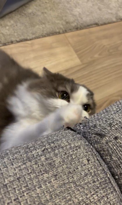 おもちゃにじゃれている猫