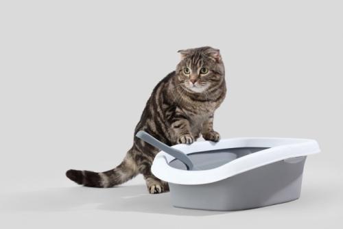 トイレに足をかけて立っている猫