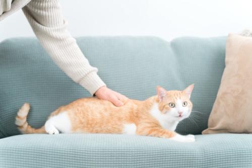 ソファでくつろぐ猫撫でる飼い主