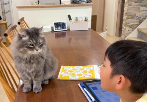 男の子とテーブルの上の猫