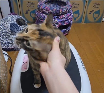 ブルブルマシンの上に乗っている猫