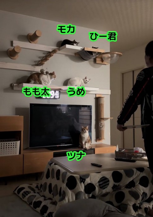 猫たちに尋ねるお父さん2