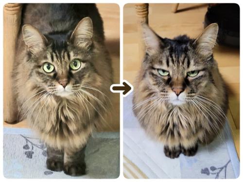 表情が変わる猫