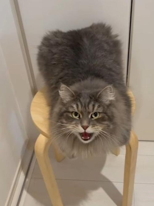 歌う猫