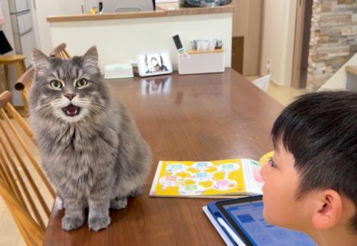 男の子とテーブルの上の猫