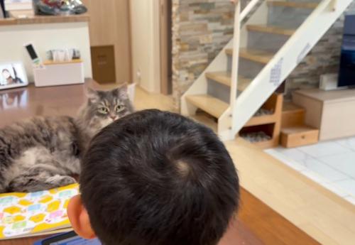 男の子とテーブルの上の猫