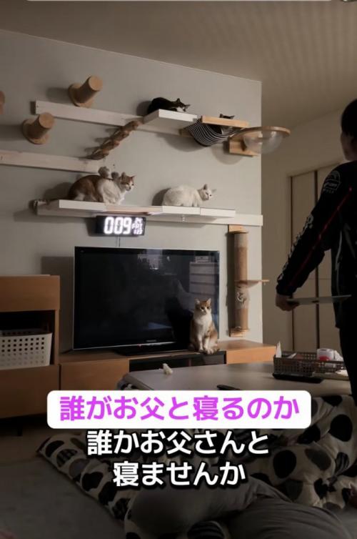 猫たちに尋ねるお父さん