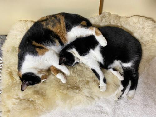 寄り添って眠る三毛猫とハチワレ猫
