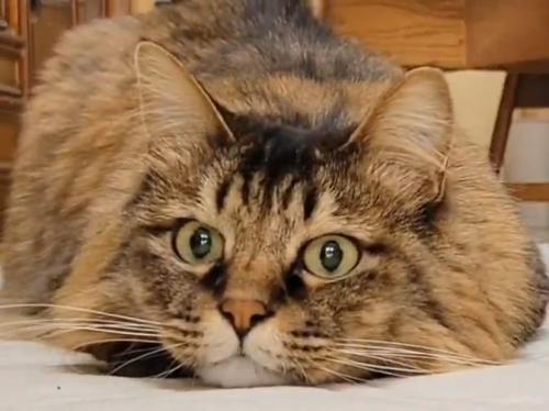 伏せをする猫