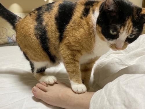 人間の足の甲を踏む猫