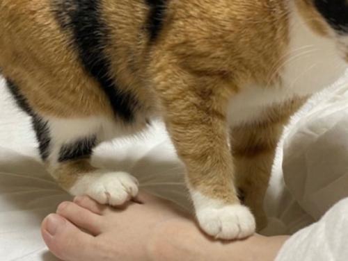 人間の足の甲を踏む猫の足のアップ
