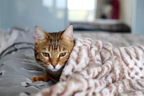 体調が悪そうな様子で毛布に包まる猫
