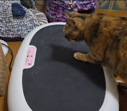 ブルブルマシンの上に乗っている猫