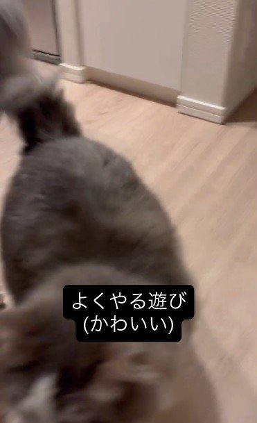 壁際から飛び出して来た猫
