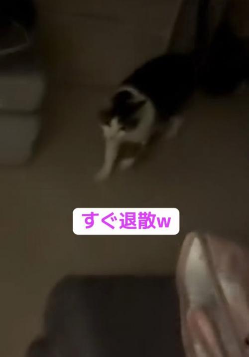 退散する猫
