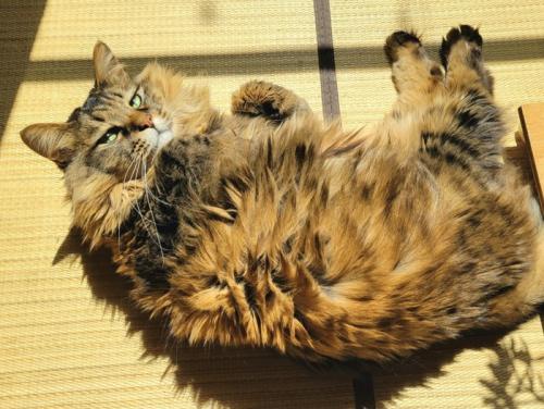 寝転んでいる猫