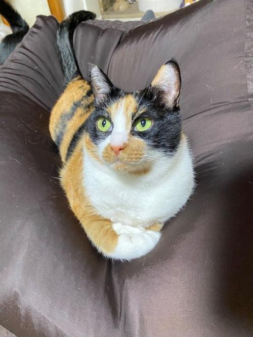 ソファでくつろぐ三毛猫