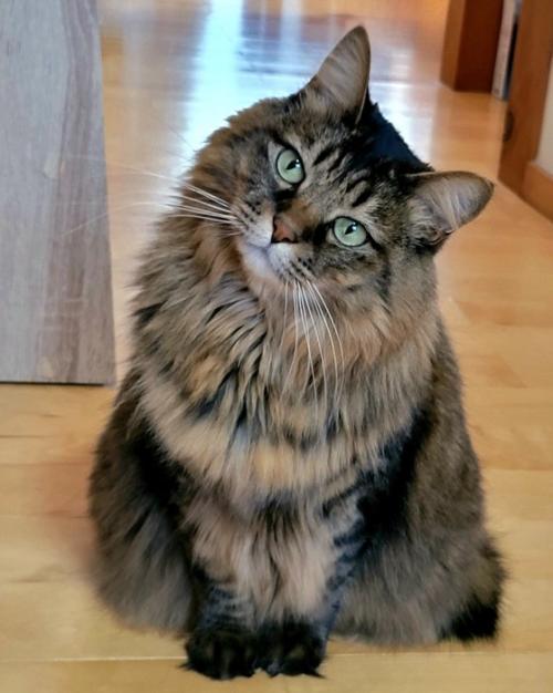 首を傾げる猫